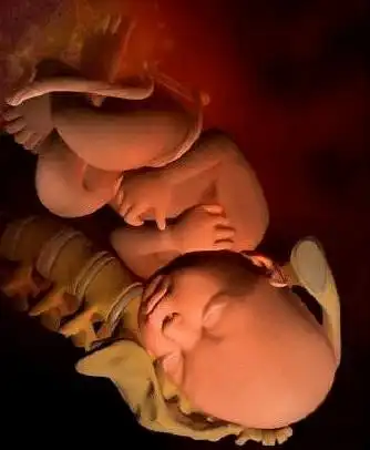 孕期胎儿1-40周发育全过程,你的胎宝宝发育到第几周了呢?