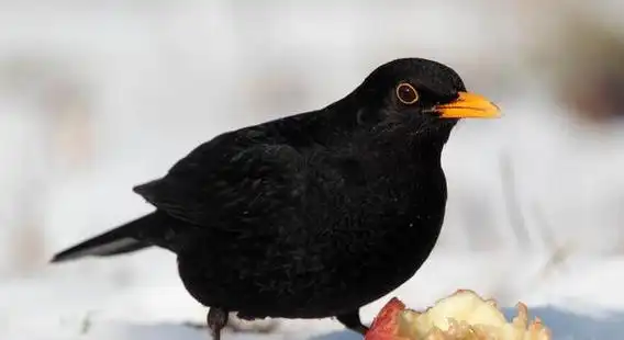 黑色黄嘴的是什么鸟