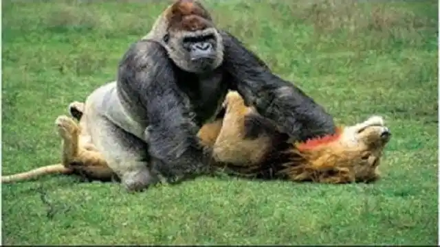 王者对决银背大猩猩遇到老虎结果会怎样