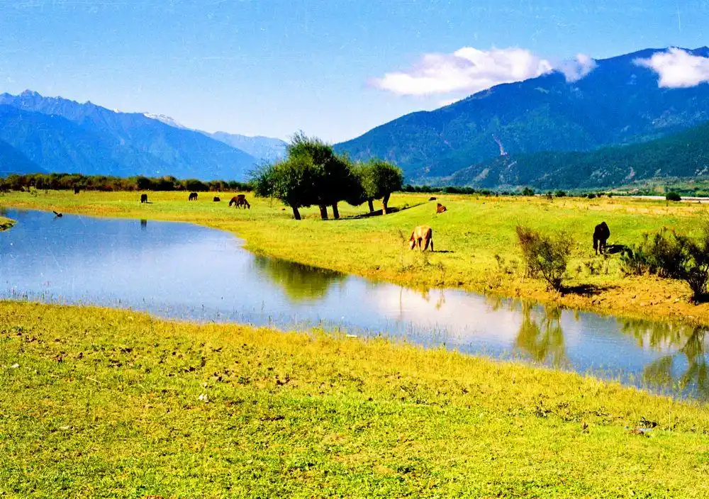 林芝鲁朗林海—让人不想家的地方