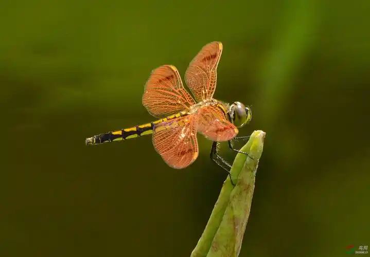 美丽的蜻蜓