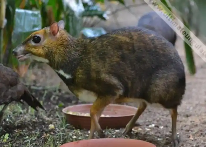philippine mouse-deer
