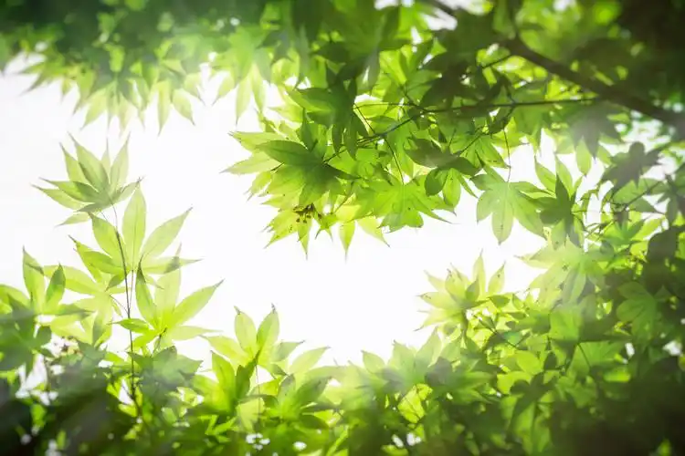 小清新绿叶护眼唯美高清桌面壁纸