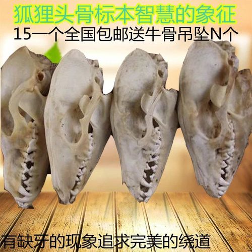 狐狸头骨标本摆件骨动物模型家居饰品客厅小工艺品美术动植物标本