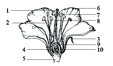 生物圈中的绿色植物 绿色开花植物的一生 开花和结果 花的类型,结构及