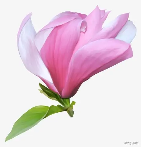 花png素材透明免抠图片其他元素