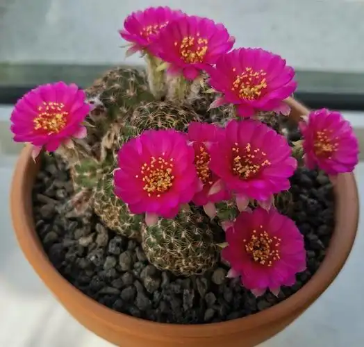 喜欢养仙人球,就选"阳春丸",颜值高,好打理,每年开花好多次