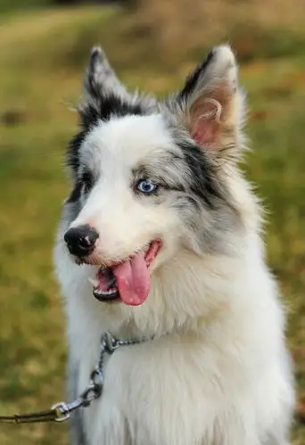 开心果 - 堆糖,美图壁纸兴趣社区