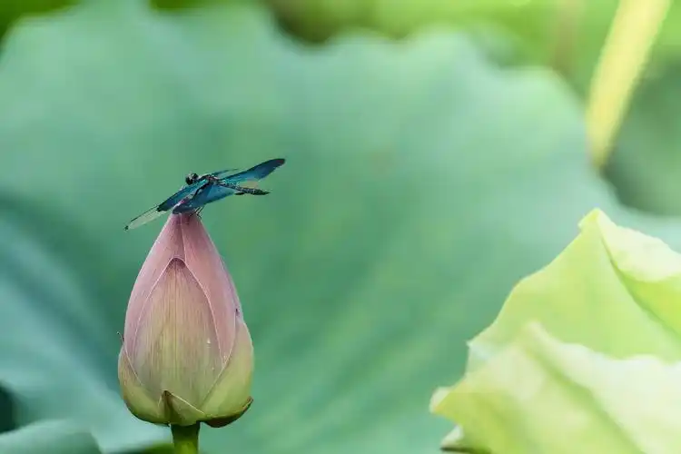 蜻蜓荷花(三)