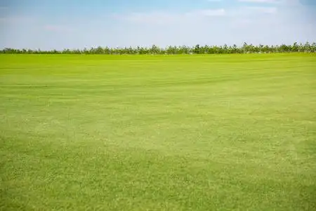 美丽的风景自然公园背景夏天绿色的草甸和树的风景在自然公园, 美丽的