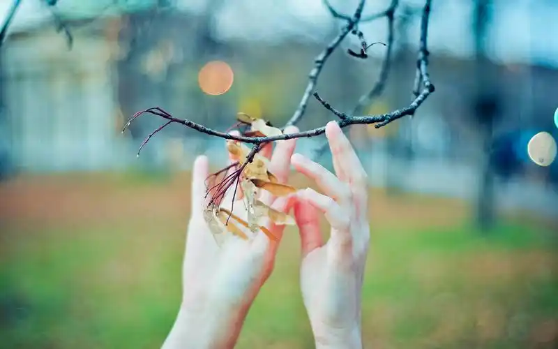 树枝,枯叶,手,唯美,意境,小清新,护眼,tyrekewhite,时光清浅,心情,秋