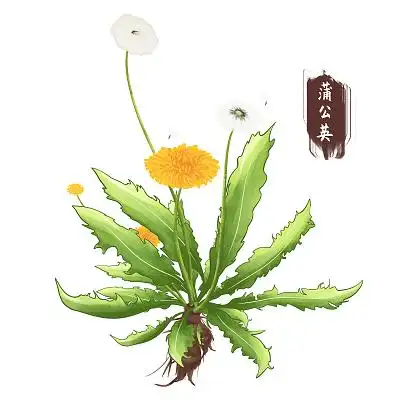 手绘蒲公英中草药材元素采药元素