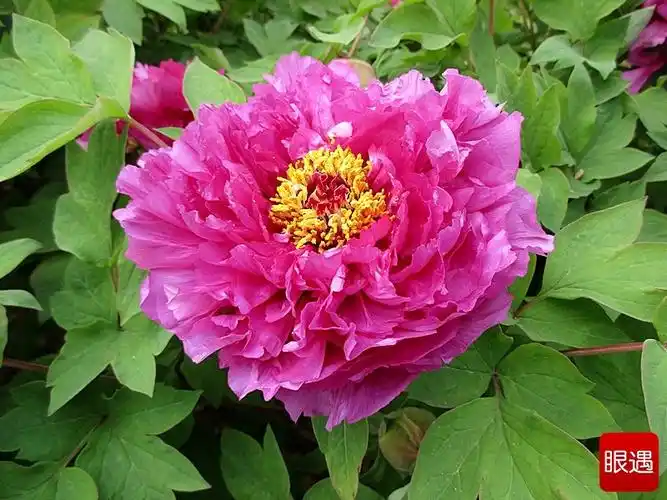 牡丹——洛阳红