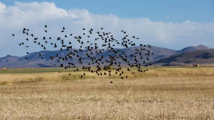 98m上传时间:2020-06-16壁纸标签:鸟4k壁纸封面图简介:鸟壁纸【691】