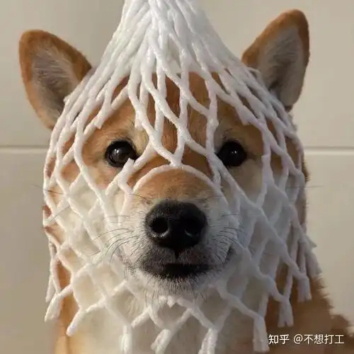 头像有趣沙雕的动物头像