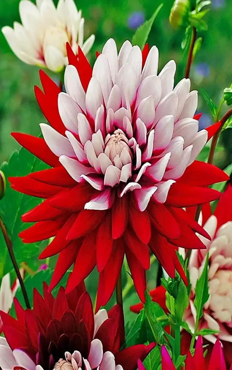 全球最美的花儿,你看过见过?