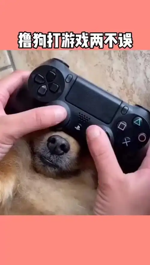 主人有一条狗狗陪伴我打游戏真是太美好了