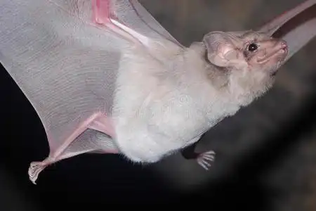 鬼叫声蝙蝠是哺乳动物和叫声照片