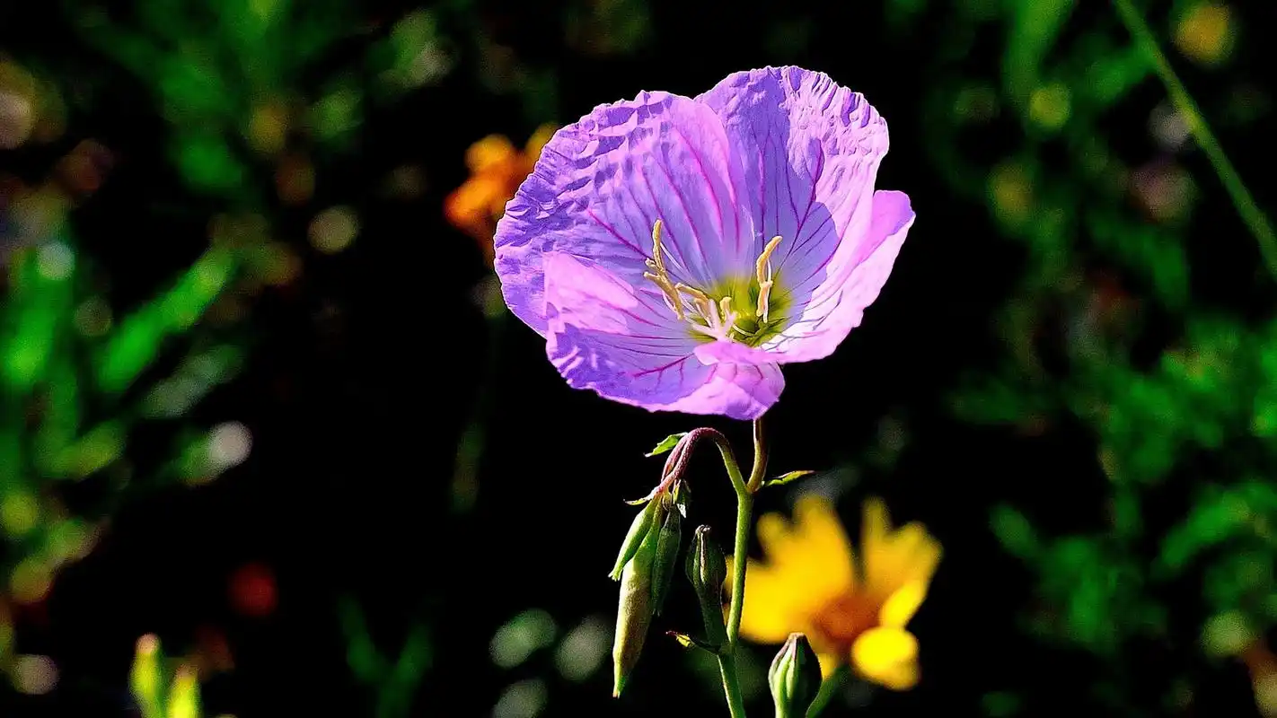 首页 桌面壁纸 月见草花清新图片高清电脑壁纸上一张下一张查看原图