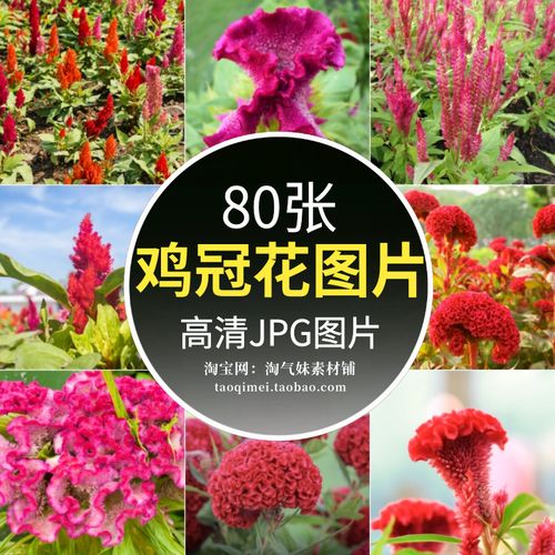 高清jpg鸡冠花图片花朵花卉园艺花圃花草花丛观赏类植物摄影素材