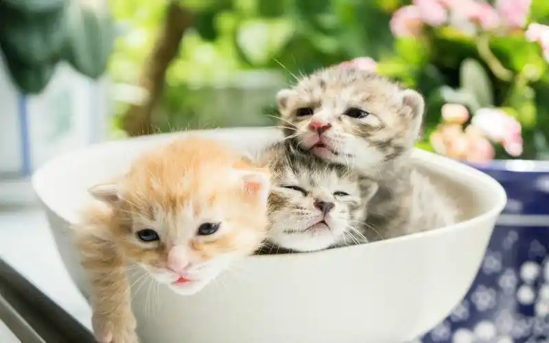 可爱小奶猫呆萌高清图片桌面壁纸