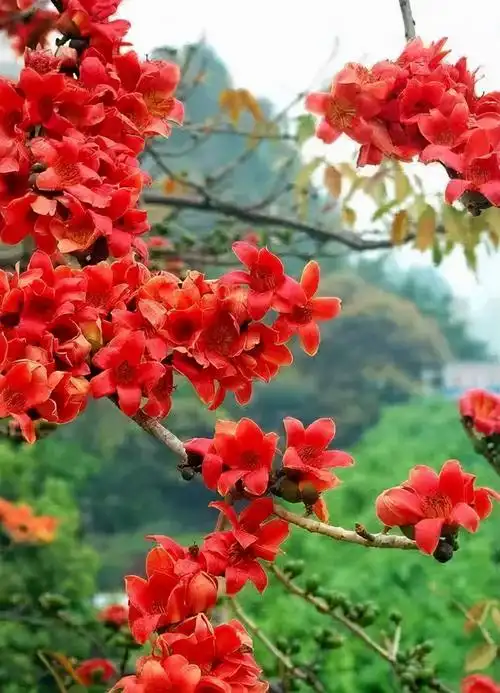 木棉花花语(木棉花,等你吐出心里的火焰67,烧红整个春天|花名册no.