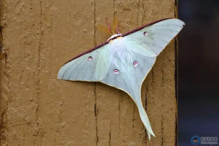 比tiffany绿还梦幻! 台湾限定「姬长尾水青蛾」曝光