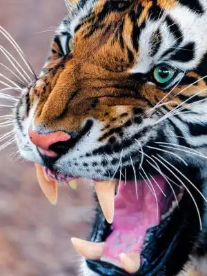 咆哮的老虎手机壁纸