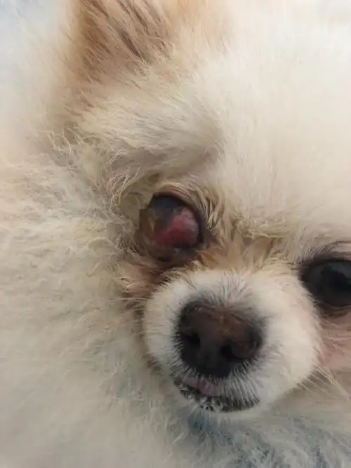 医生,您好,我家狗狗打架,眼珠子掉出来后复位,现在这样的状况,您能帮