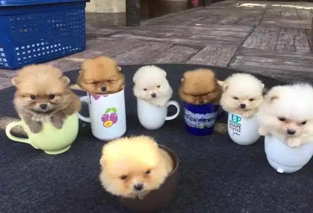 一口一个～小狗狗们拍拍站,咱们一同照全家福喽～不过在杯子里的小