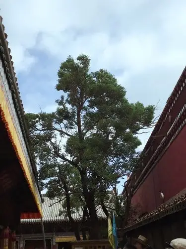 塔尔寺里的菩提树,据说是宗喀巴的脐带血滴在菩提子上生根发芽而长成