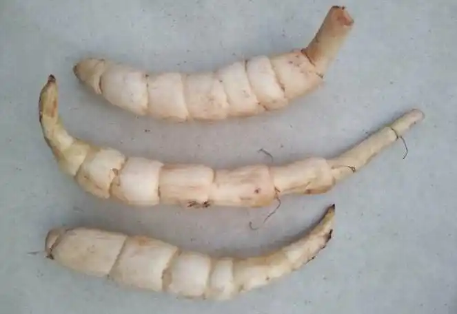 地笋价格一斤多少钱不起眼的野生地笋价格不低