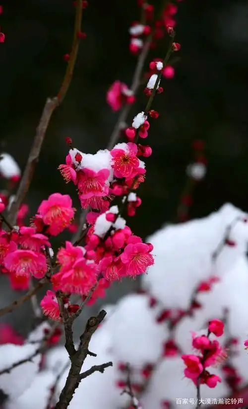 冬雪梅花真奇葩踏雪赏梅不思家清平乐