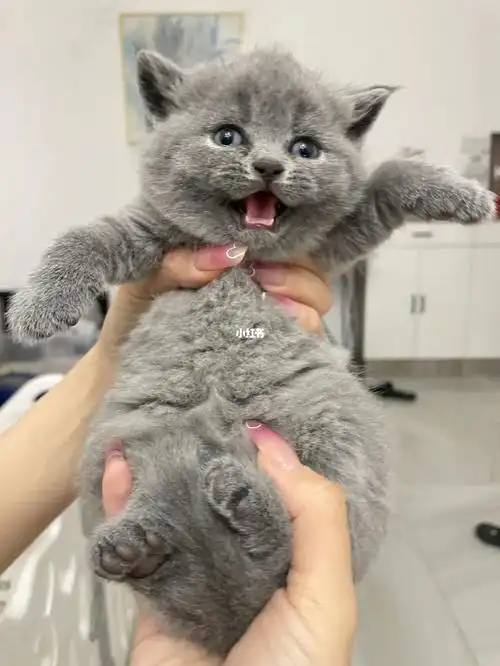 外地可空运视频选猫价格优惠 需要联系#英短蓝猫  #英短乳白