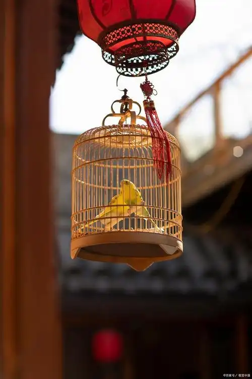 12首诗词描写笼中鸟:本是同林形影跟,却遭笼锁自由身