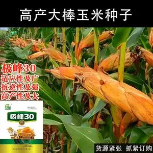 紫杆紫叶高产红轴玉米种子农科院正品苞谷抗虫南北方春夏播苞米18