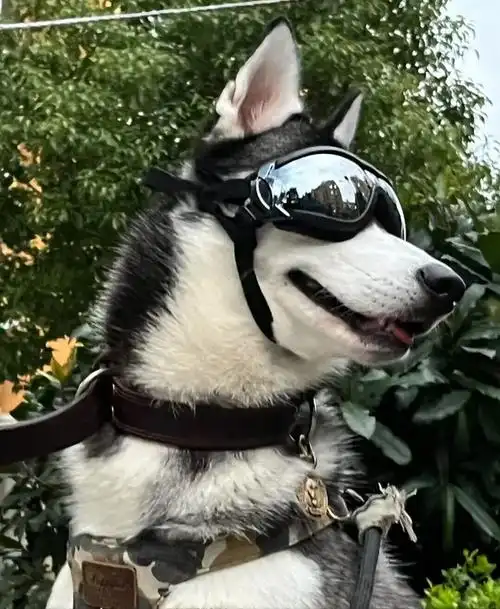 什么都看颜值了,养狗也不例外,这不,就有网友出了高颜值的狗狗排行榜