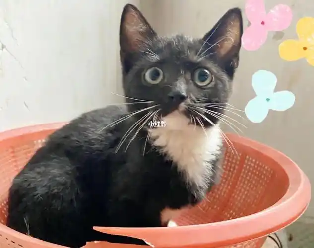 汕头英短蓝猫串串找领养,非诚勿扰!