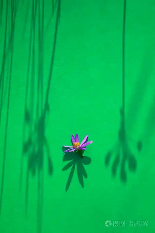 绿色纸背景上的一朵春天紫色的花草和花的影子春天的季节