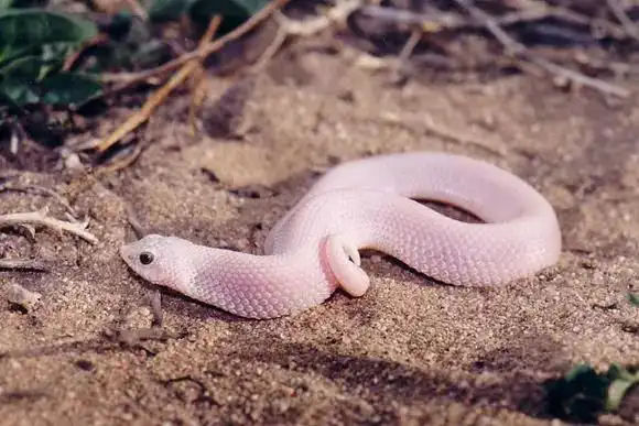 白色蛇是什么蛇(被称作白娘娘的鼠蛇)