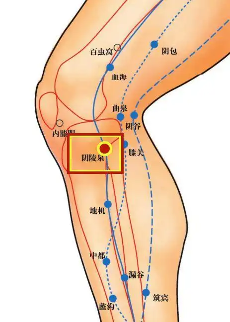 在小腿内侧,胫骨内侧下缘与胫骨内侧缘之间的凹陷中.