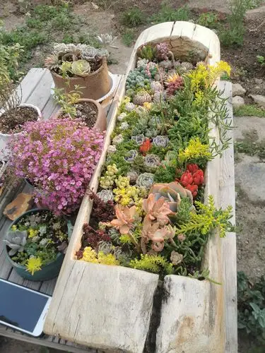 香草多肉花园全景视频