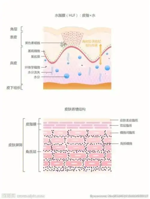 表皮分为5层:角质层(通透性,即皮肤屏障作用,健康的角质层可以帮我们