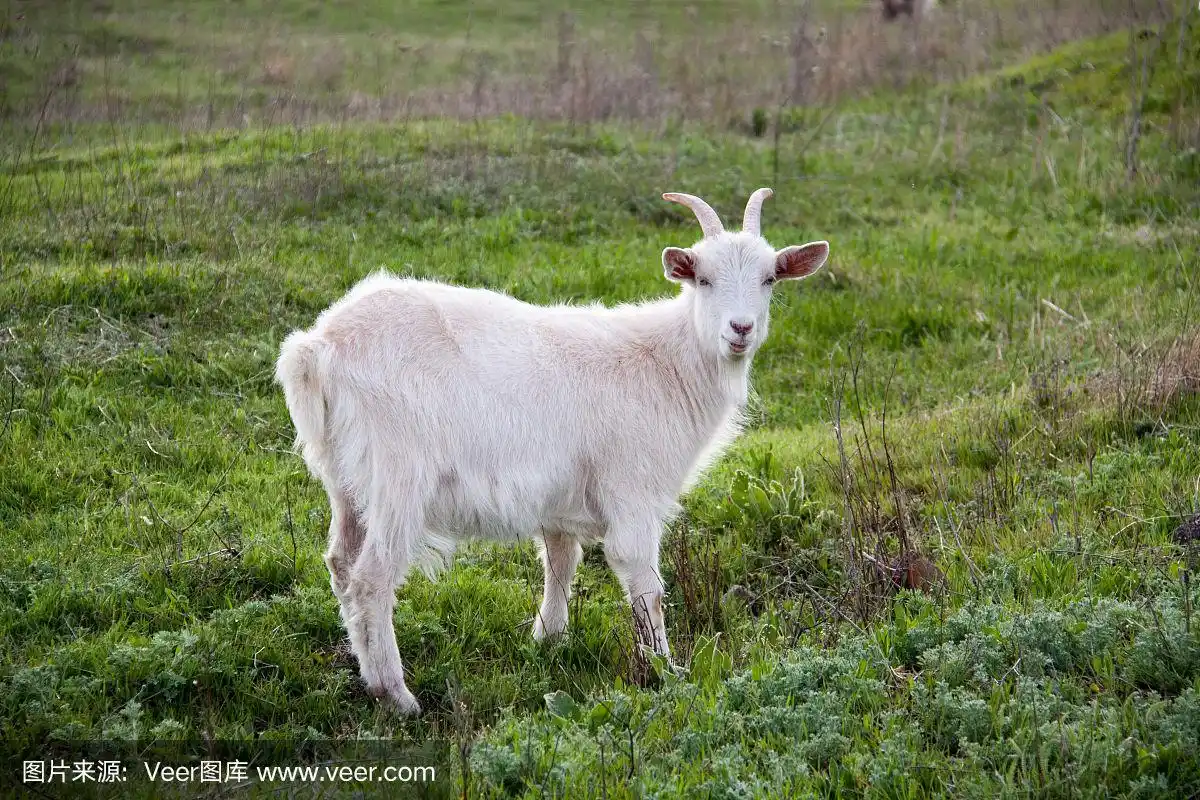 一只白山羊在草地上