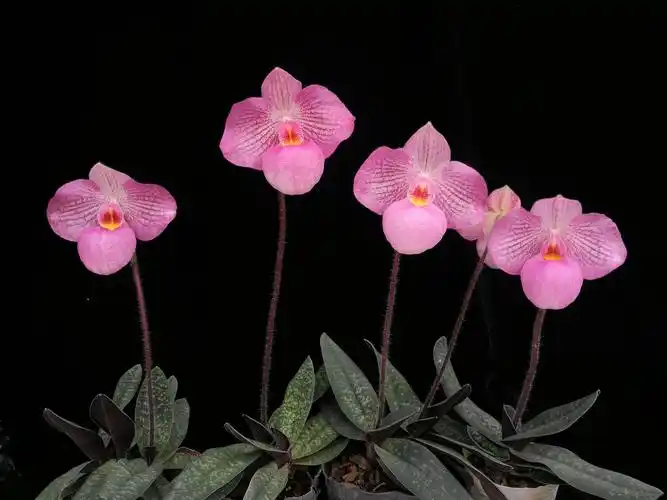 兜兰新品种绿缘.虹之韵