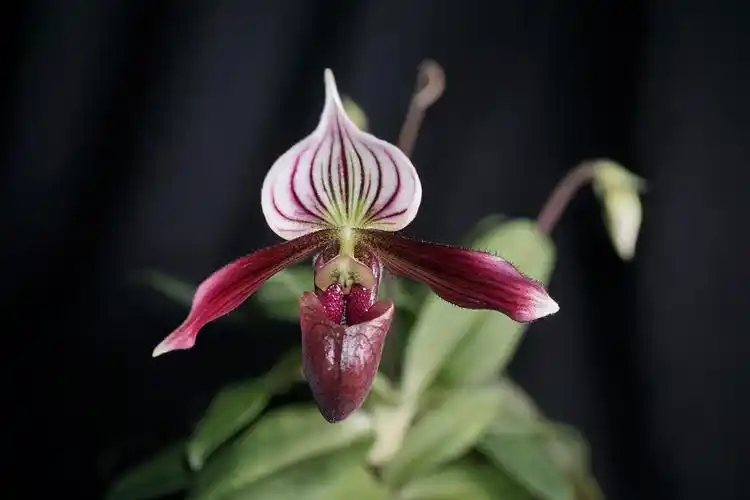 10-紫纹兜兰( paphiopedilum purpuratum).jpg