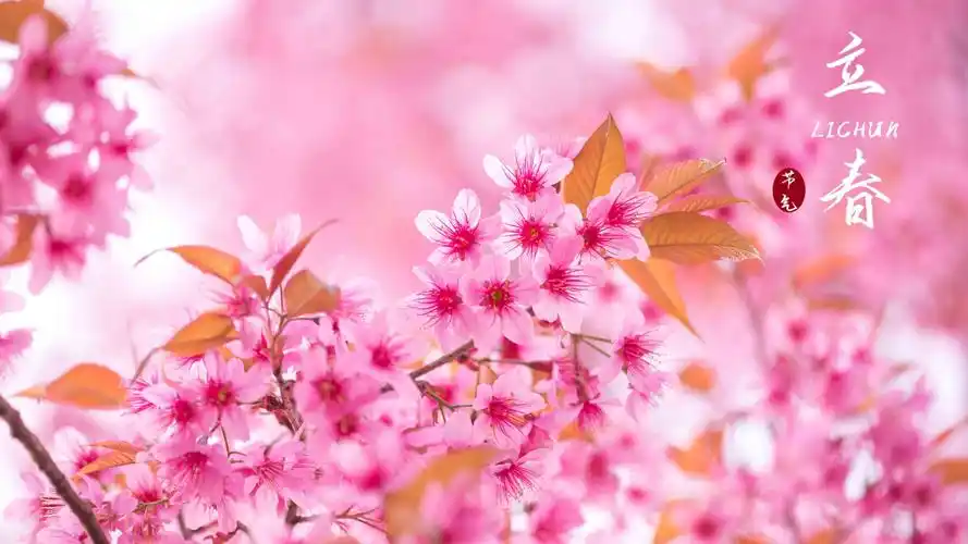 2021立春节气唯美樱花配图,节日合集-回车桌面