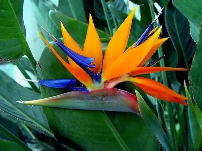 每日一花鹤望兰