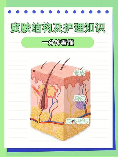 人人必知的面部皮肤结构知识