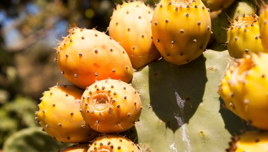 原创盘点4种奇特而又少见的水果,高颜值,高营养,你都吃过吗?